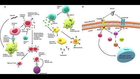 Immunodominant Epitopes Identified on the LPSfrom Different Enterobacteria Using Phage Display
