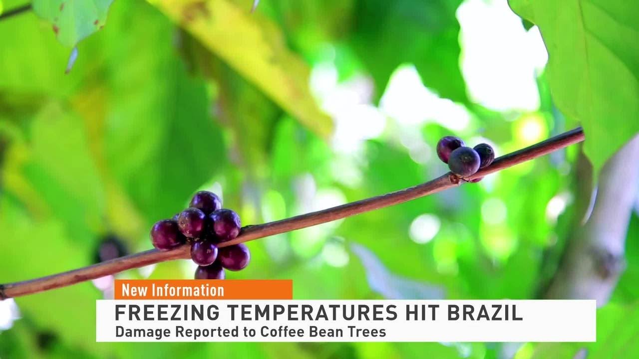 Brazil Coffee Frost 072321