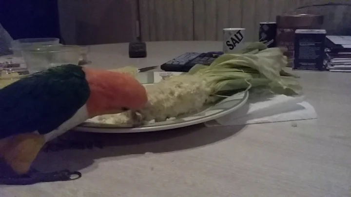 Waldo Woo chewing on a corn cobb.