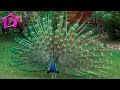 Жар птица павлин распускает свой хвост peacock