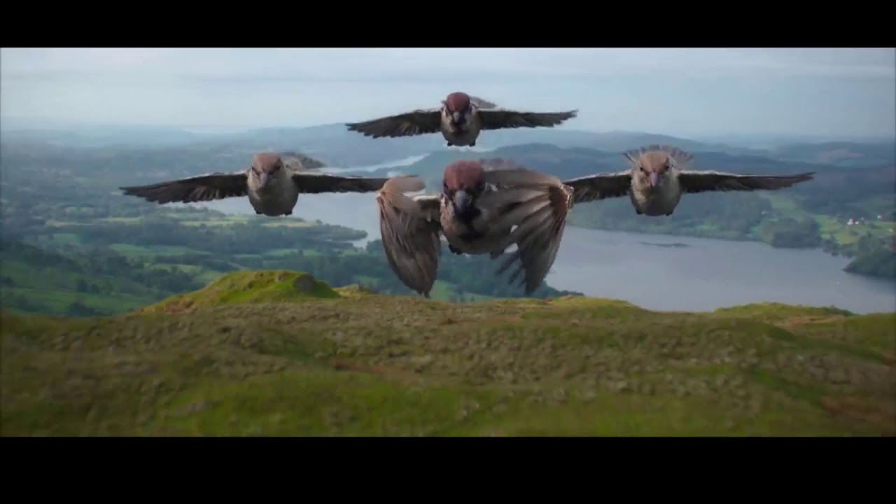 Peter Rabbit-REMIX Remember The Name