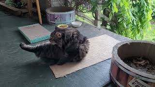 Conan Hanging Out On The Porch