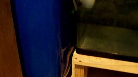 DIY Overflow reef Aquarium