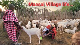 Typical Village life in  Maasai Village