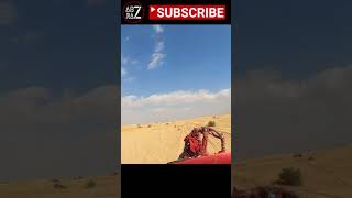 Desert Camel Ride