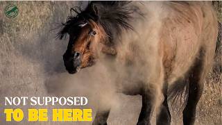 America's Wild Horse Problem Is More Complicated Than You Think