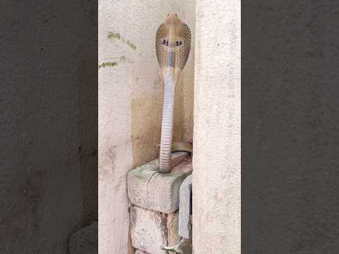 Golden Cobra 😬🫣😱