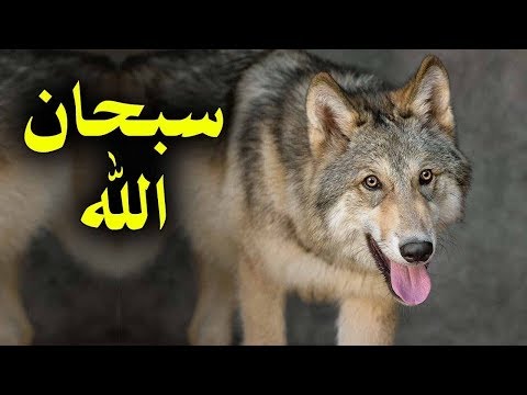 ستبكى على حالك عندما تعرف لماذا جعل الله الذئب أقوى مخلوق على وجه الأرض
