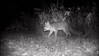 Fox Caught on Trail Camera