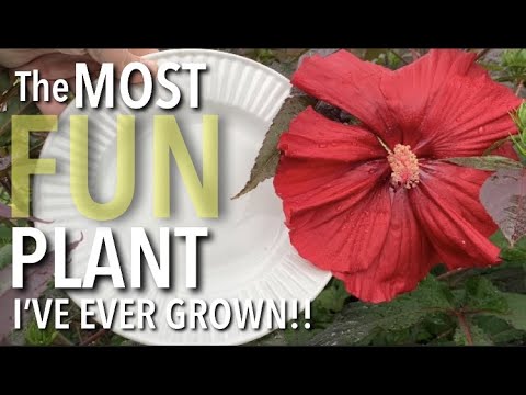 Video: Hibiscus Tumbuh Di Zona 9 - Memilih Tanaman Hibiscus Untuk Kebun Zona 9
