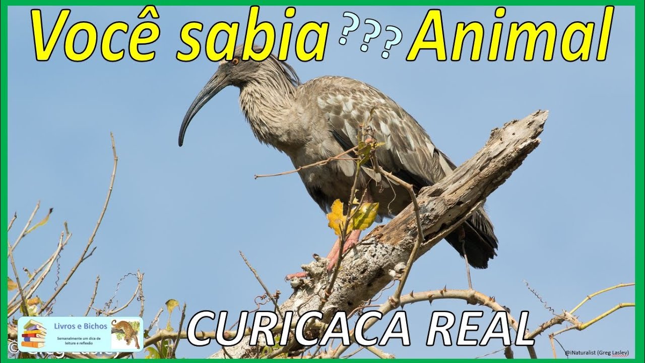 Você sabia? Curicaca real / Plumbeous ibis 