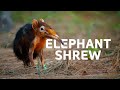 The elusive elephant shrew the tiny mammals under threat in africa  sengi documentary