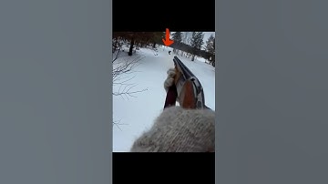 Grouse Under cover of snow #hunting #охота #chasse #grouse #hunting #загоннаяохота #goosehunting