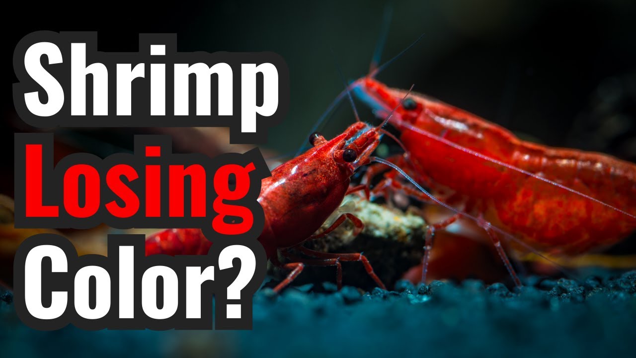 Why Do My Clothes Lose Color at Marcus Brown blog