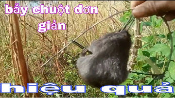 video Jrai - có một ngày đi rẫy bẫy chuột. ll kpathevlogs