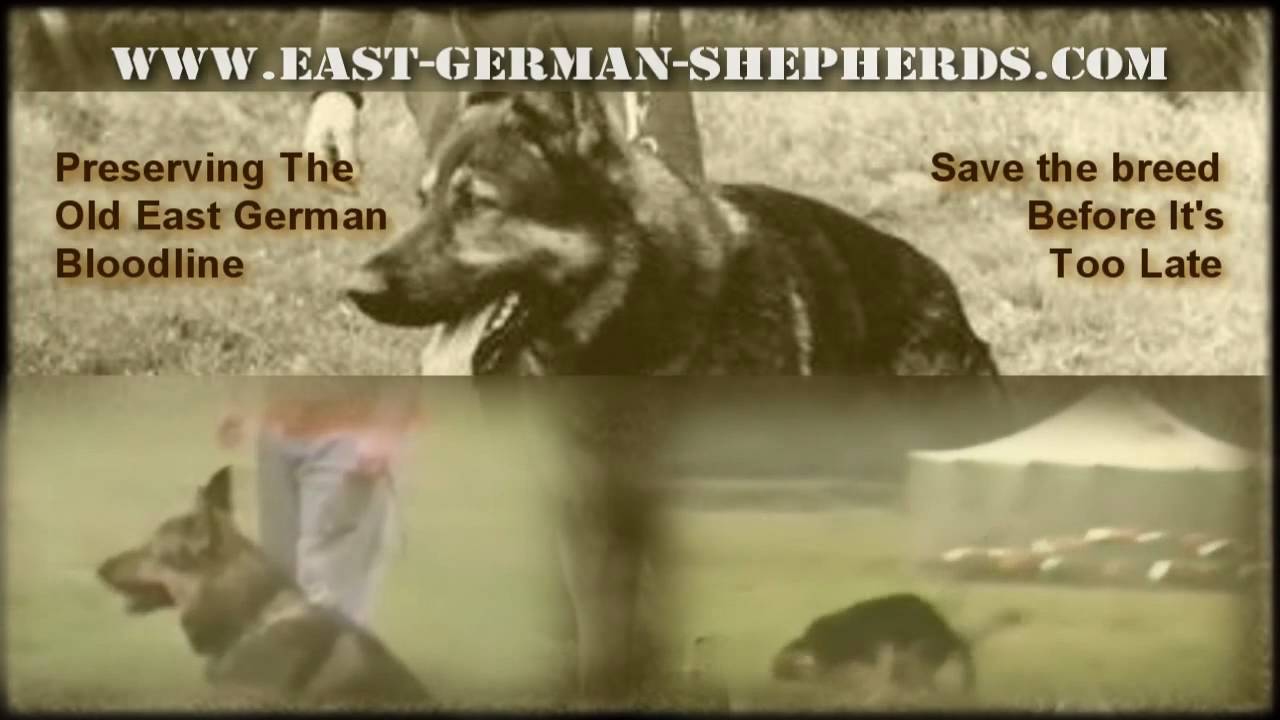 The East German Shepherds