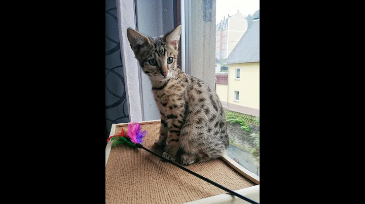Video 9223091: savannah cat serval
