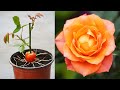 How to grow roses with tomatoes simple but effective