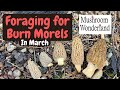 March burn morels