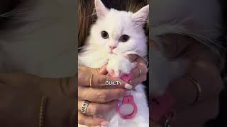 My Little Criminals List Of Offenses