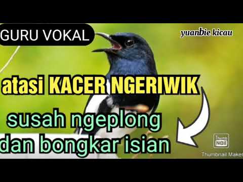 MASTERAN AMPUH ATASI KACER NGRIWIK SUSAH NGEPLONG DAN BONGKAR ISIAN