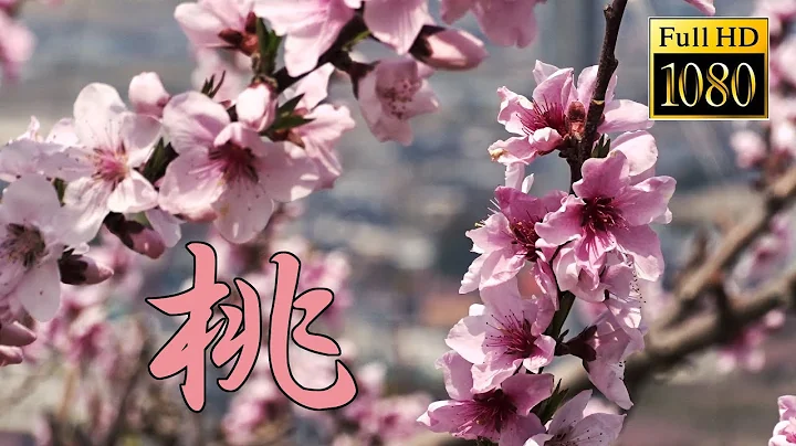 Peach blossoms.【Full HD】 - DayDayNews