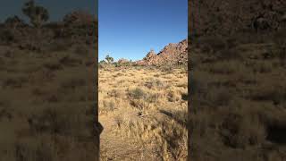 Joshua tree national park