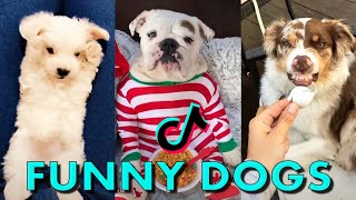 Funny Dogs TikTok Compilation / TikTok Magic