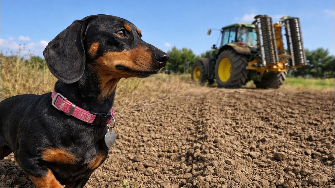 Mini Dachshunds day at the farm - YouTube