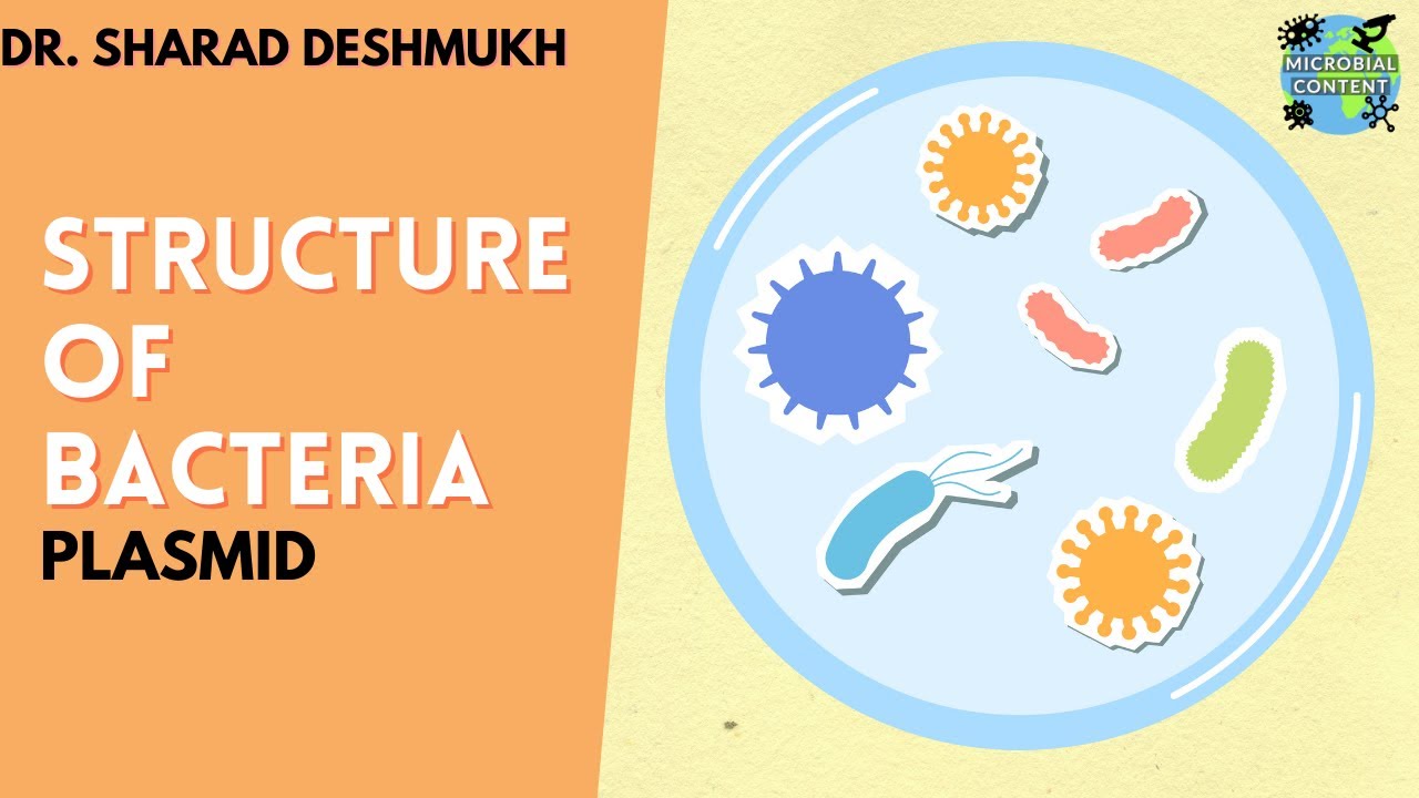STRUCTURE OF BACTERIA | PLASMID | MBBS | BDS | B.Sc. | MICROBIOLOGY | B.Sc. Microbiology | B. Pharm