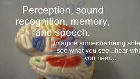 Reverse Engineering the Brain