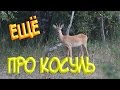 Ещё немного про косуль