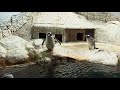 Наша поездка в Московский зоопарк | Moscow Zoo июнь 2021