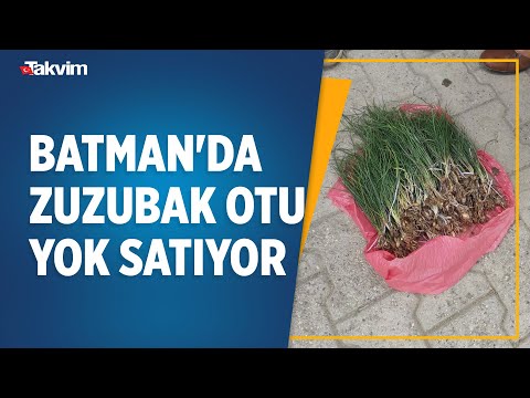 Batman'da zuzubak otu yok satıyor! Kilosu ise tam bin TL'den alıcı buluyor