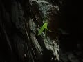 insects slow motion video tranding