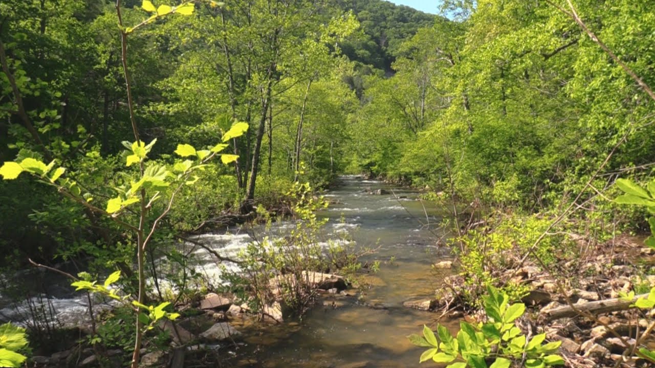 Fishing Passage Creek, Virginia YouTube