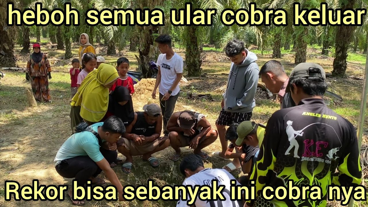 HEBOH EVAKUAS1 MENEGANGK4N SEMUA ULAR COBRA MUNCUL SAAT AMAR PD MASUK KE DALAM SUMUR TUA DI KEBUN