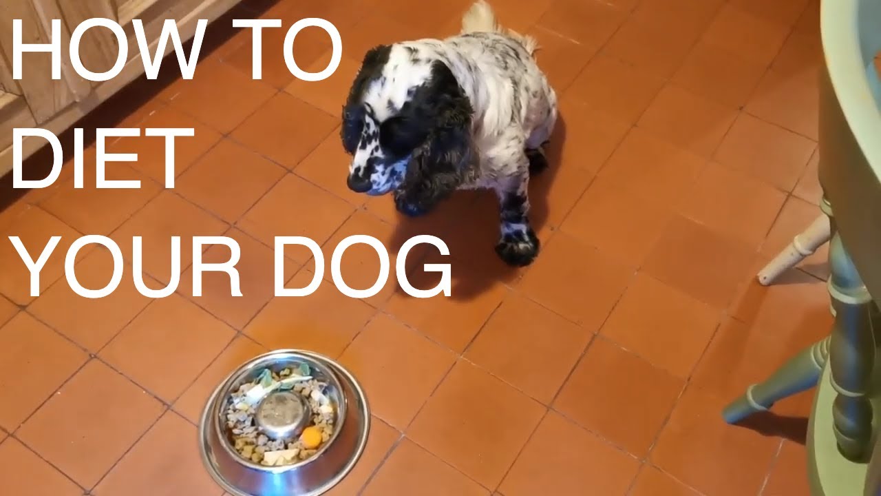 How to Diet your Dog - YouTube