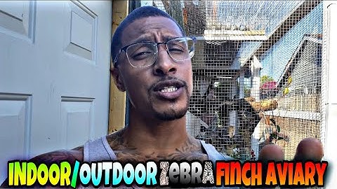 INDOOR/OUTDOOR ZEBRA FINCH AVIARY
