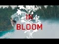 In bloom leo fioravanti part 2