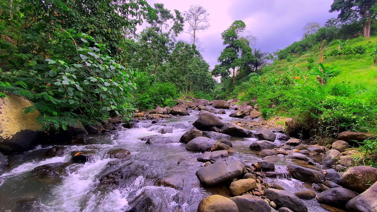🌿Calm Your Body & Fall Asleep Fast – Soothing River Sounds in Tropical Forest