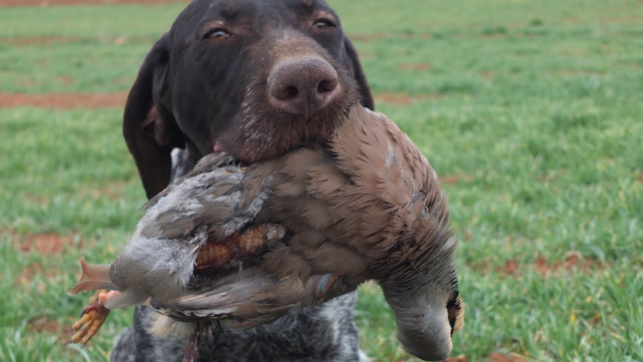 İZ TAKİBİ EĞİTİMİ NASIL VERİLİR ?( Av Köpeği Eğitimi ) Hunting Dog