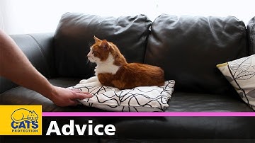 Purrfectly Imperfect | Caring for a deaf cat