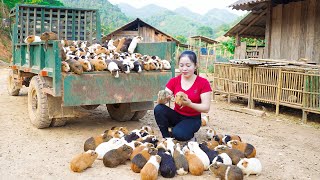 Harvest 200 Guinea Pigs  Use Truck Transport Many Guinea Pigs Go To Market Sell