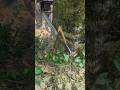 Limpiando el árbol antes de tumbarlo😍#woodwork #asmrvideo #chainsaw