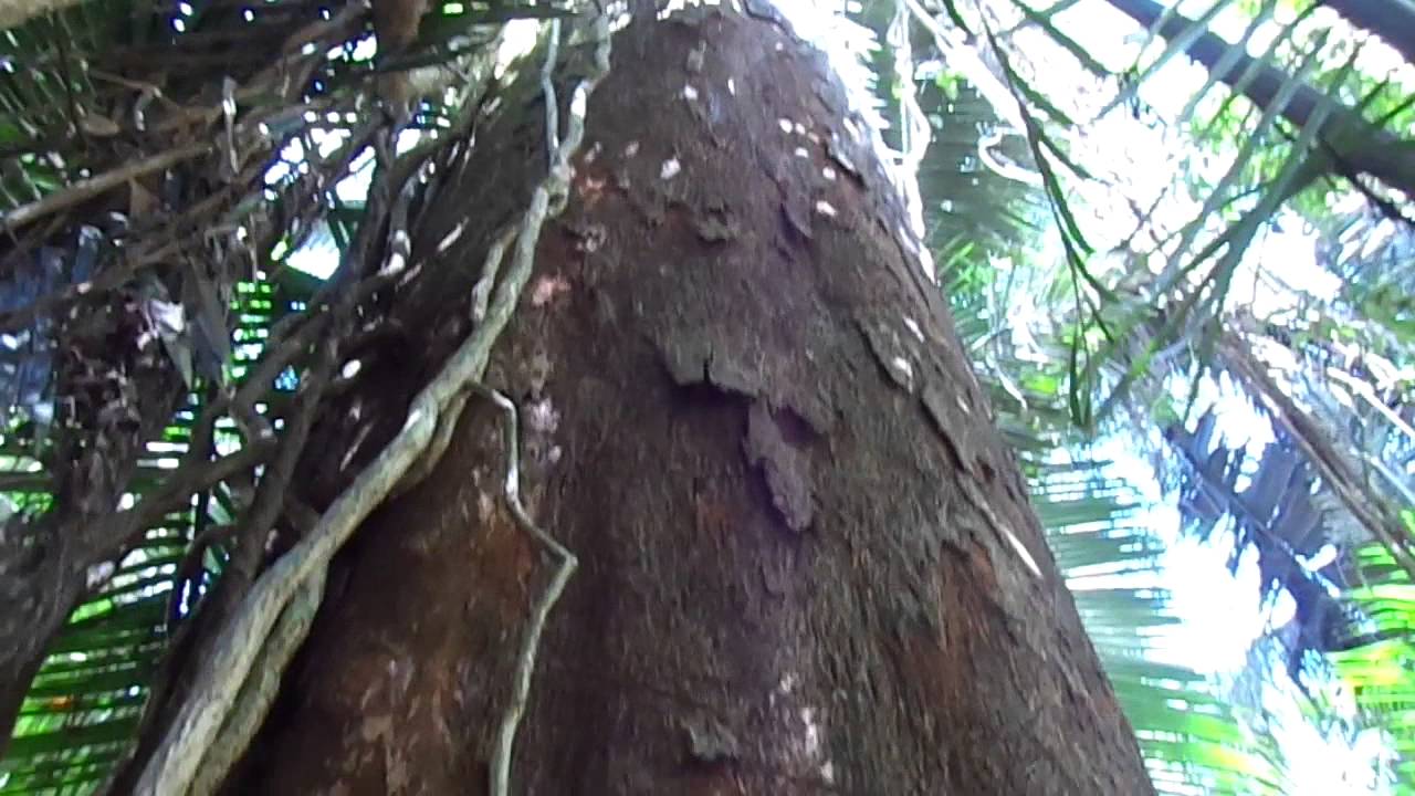Árvore de Angelim Pedra - YouTube