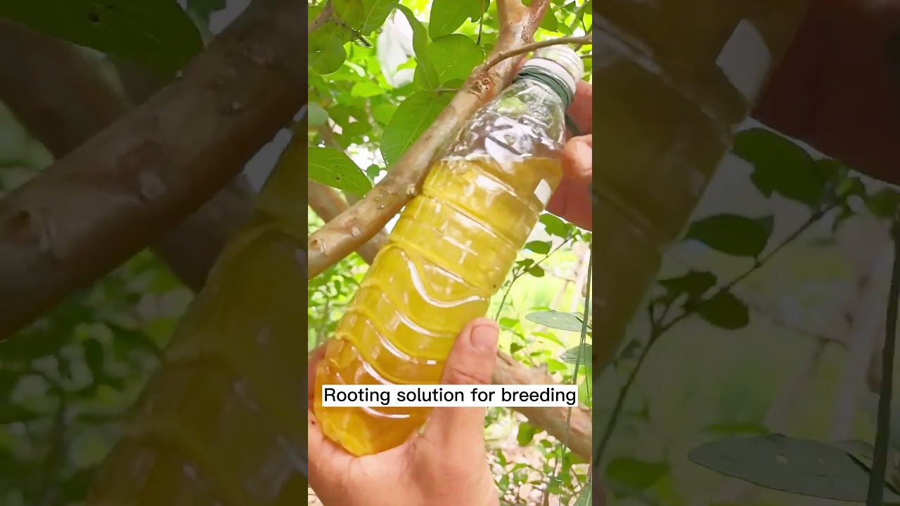 Propagation with root solution 