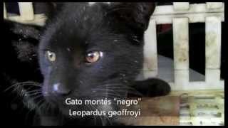 Gato Montes negro  Leopardus geoffroyi  Gatodomatogrande