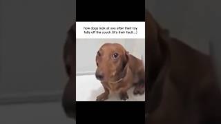 🎛️ Music made by me #meme #dog #animals #funny #pets