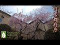 【京都】旧京都府庁の桜〜京都の桜 穴場スポット リラクゼーション癒しの自然風景｜4K Kyoto Cherry blossoms &quot;Kyoto Prefectural Government&quot;★12